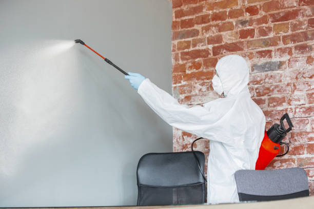 Best Mold Damage Restoration  in Pensacola Station, FL